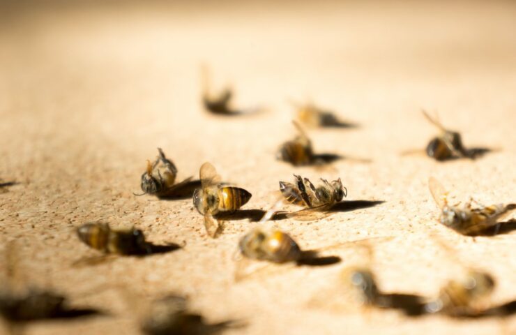 The declining of bees